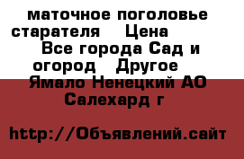 маточное поголовье старателя  › Цена ­ 3 700 - Все города Сад и огород » Другое   . Ямало-Ненецкий АО,Салехард г.